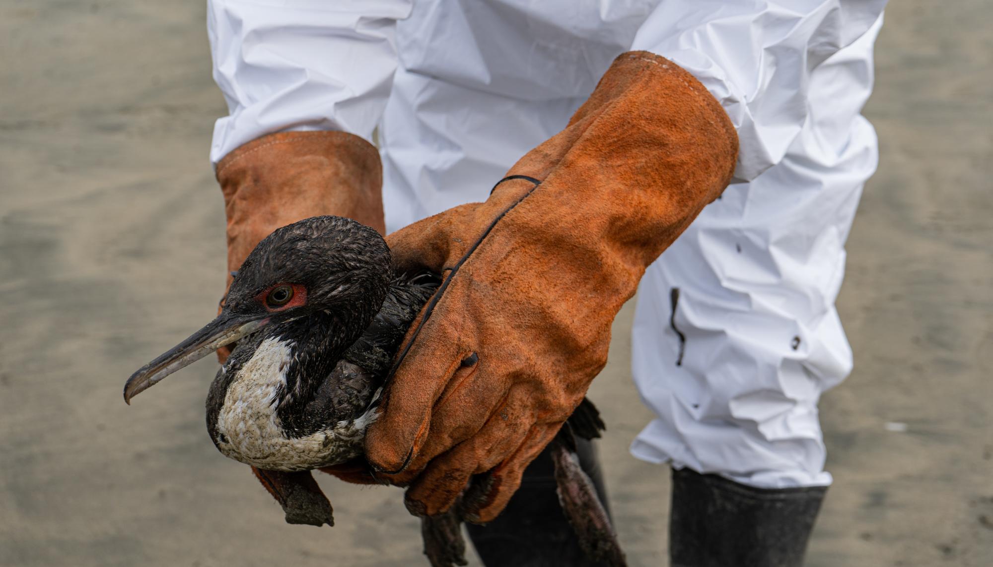 Un año después del derrame de Repsol en Perú - 4